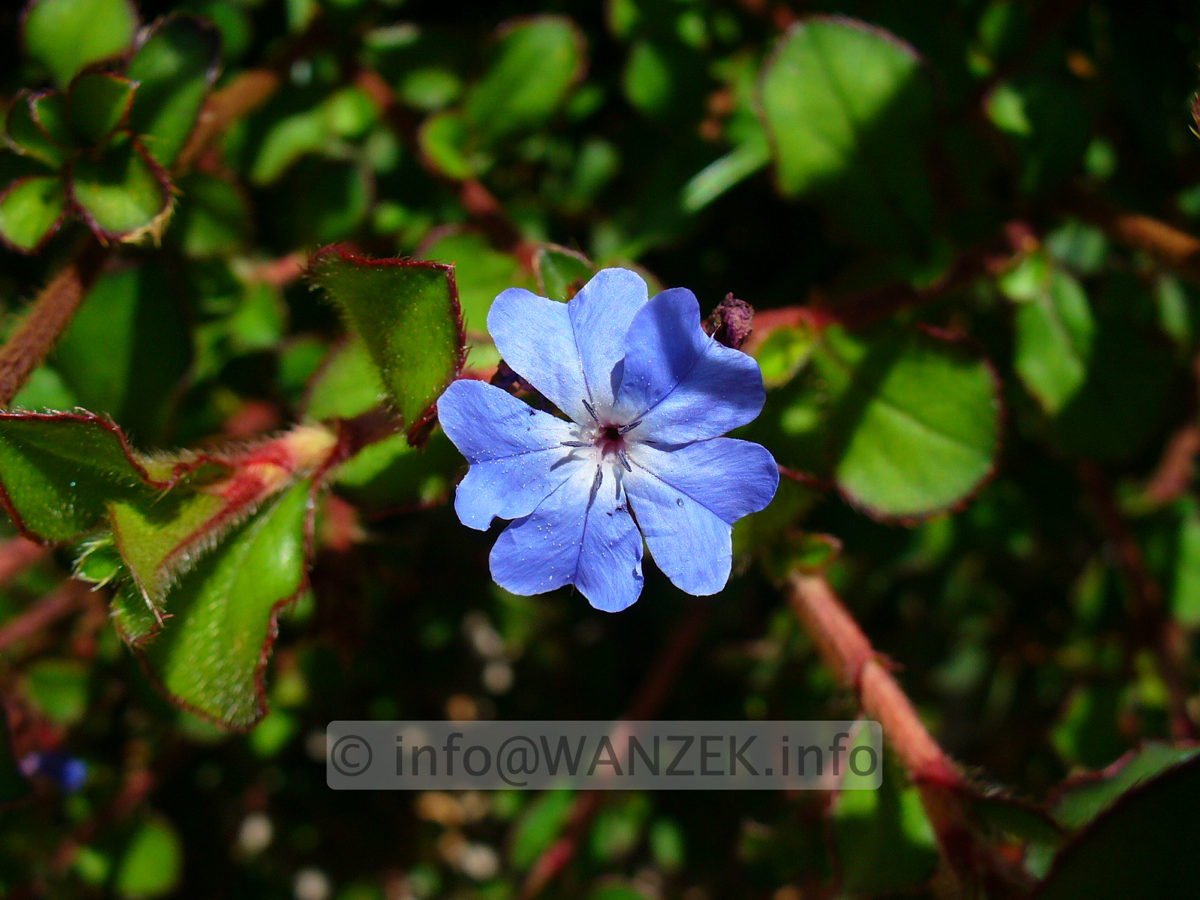 Ceratostigma plumbaginoides - Bluetenmacro.jpg